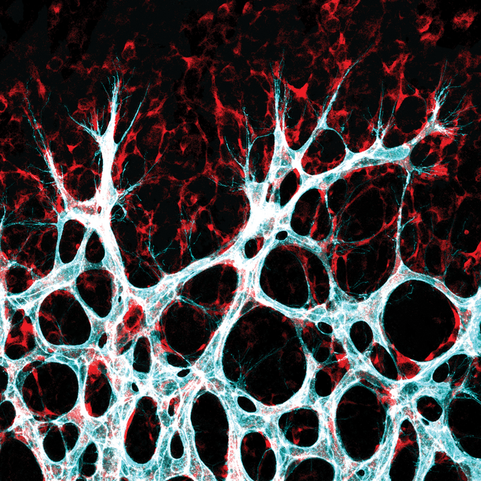 Growing blood vessel network in the mouse retina: