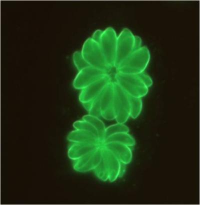 New Study Brings Long-Sought Vaccines for Deadly Parasite Closer to Reality