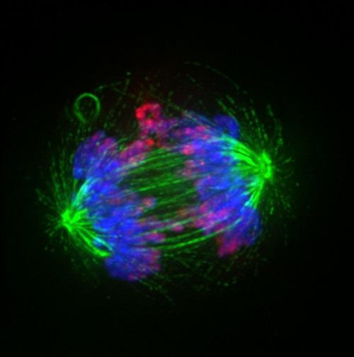 A Cell Divides to Form Two Daughter Cells