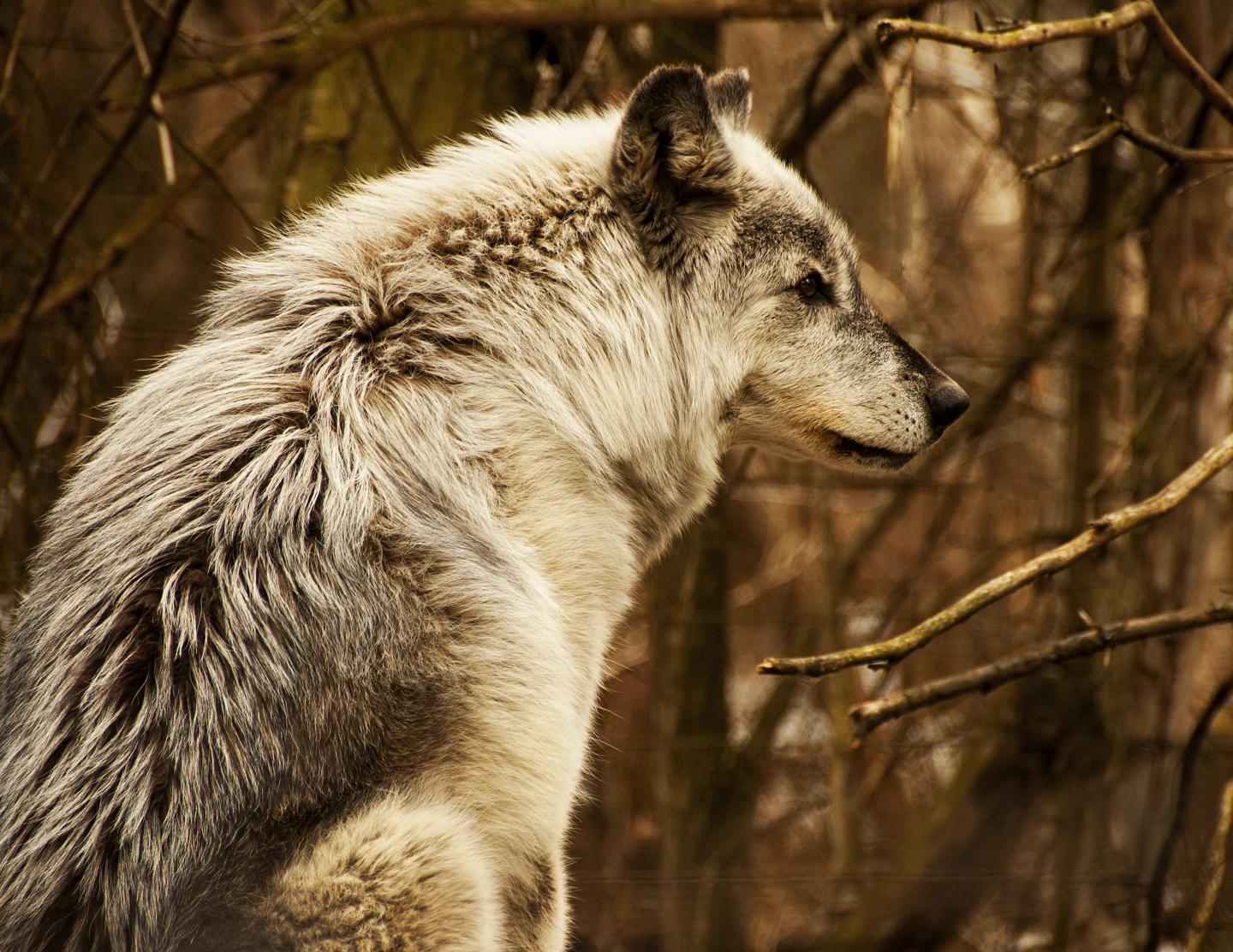 Grey Wolf, Bear Creek Exotic Wildlife Sanctuary