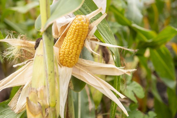 close-up of corn plant