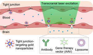 Gold nanoparticles target tight junction