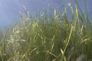 Arctic Ocean seagrass meadows