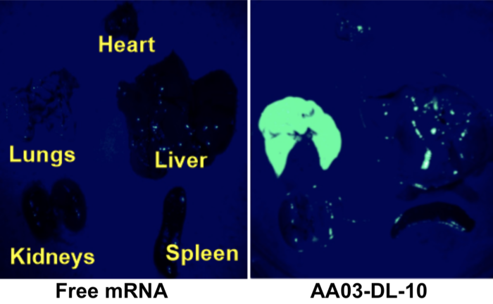 The lipomer NPs target lung tissue