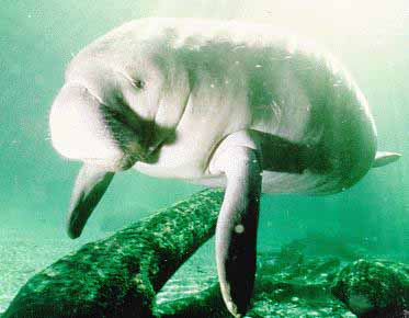 Manatee