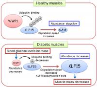 How Diabetes Causes Muscle Loss (2 of 2)