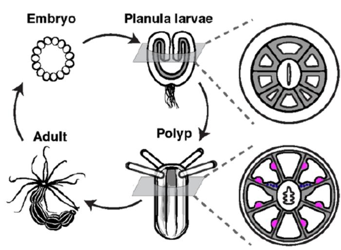 sea anemone life cycle