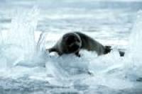 The Baikal Seal, or Nerpa