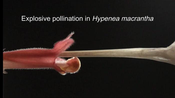 Composite video clip of experimental simulation of explosive pollination