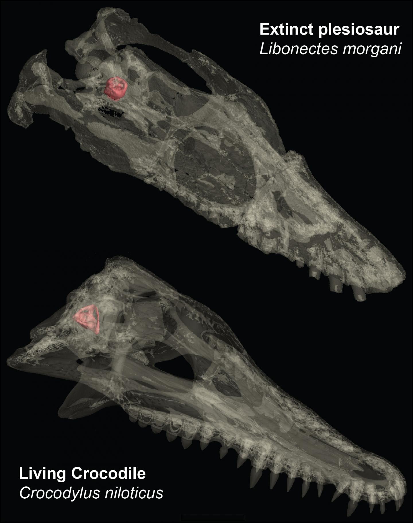 Transparent Skulls of Extinct Plesiosaur and Living Crocodile