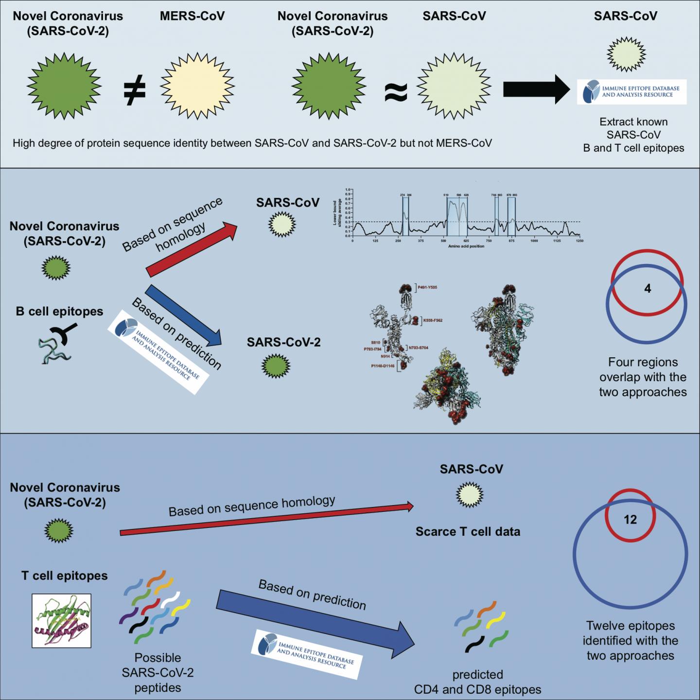 Potential Targets for Immune Responses to Novel Coronavirus