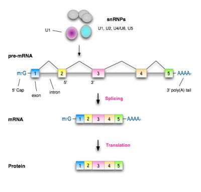 Molecular Guardian of RNA