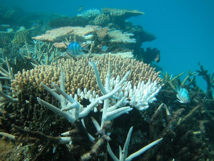 A small group of tiny fish swimming among bleached and dead corals in the Great Barrier Reef