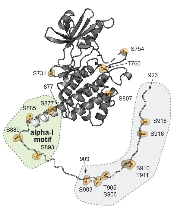 Phosphorylation sites mapped onto the structure of SYMRK