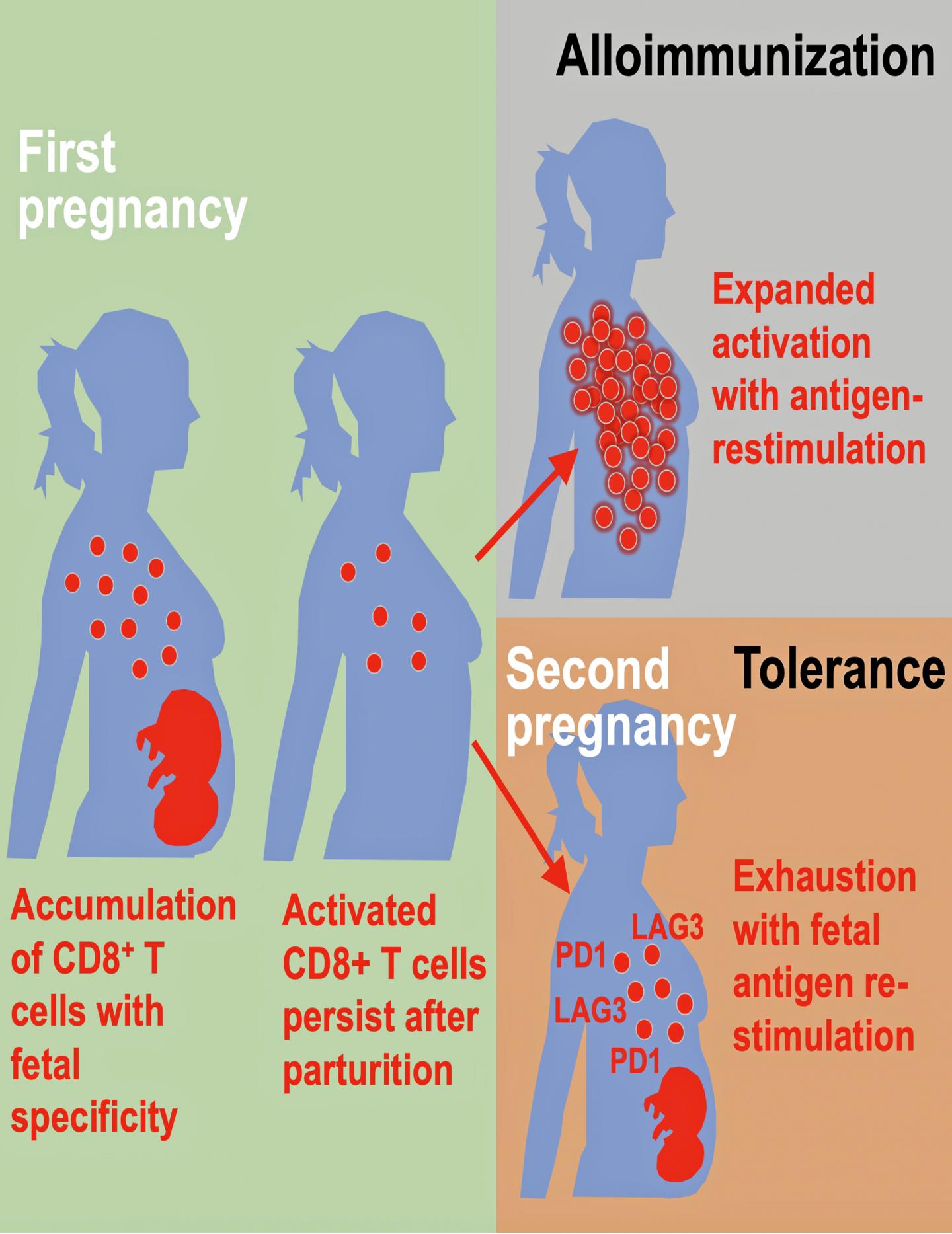 Maternal Balancing Act