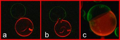 Confocal Microscopy Images of Lipid Vesicles