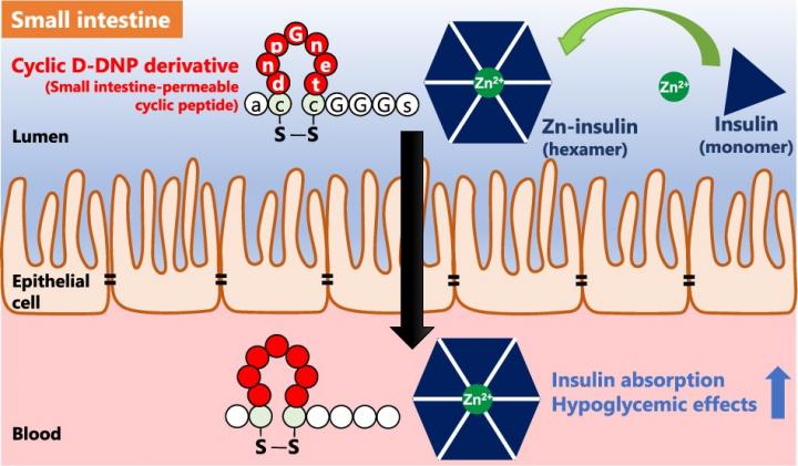 D-DNP peptide enhances insulin hexamers in the small intestine