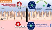 D-DNP peptide enhances insulin hexamers in the small intestine