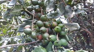 Unripe macadamia nuts hanging in clusters from the tree