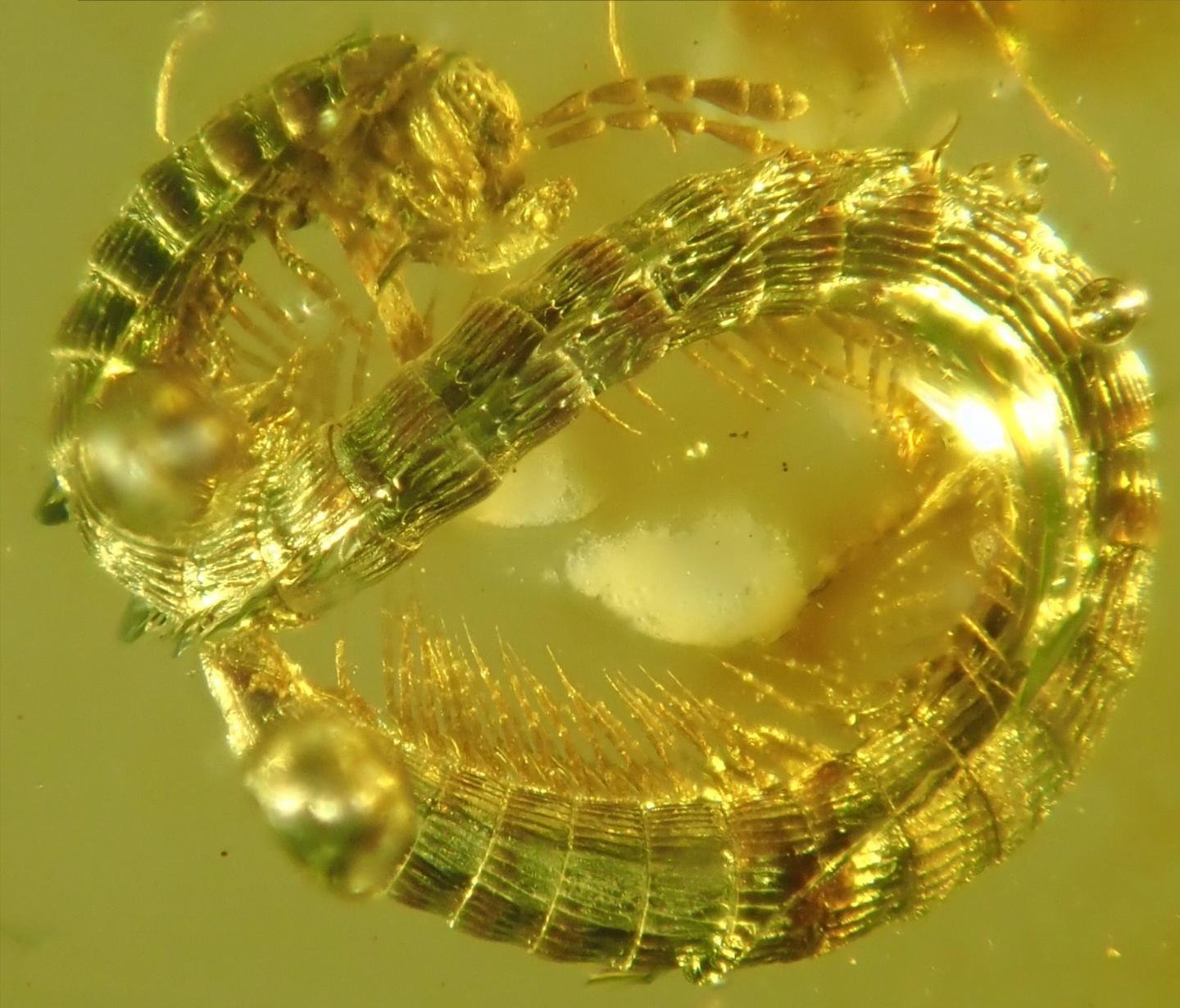 The Newly Described Millipede Seen in Amber