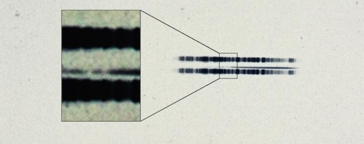 1917 Photographic Plate Spectrum