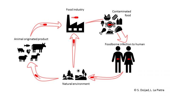 Listeria Infection Pathways