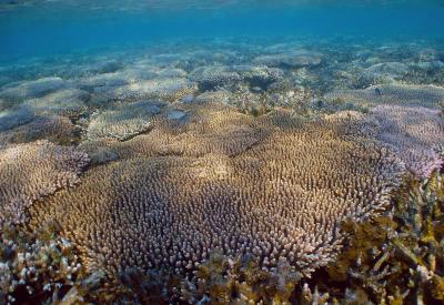 Conserving Corals