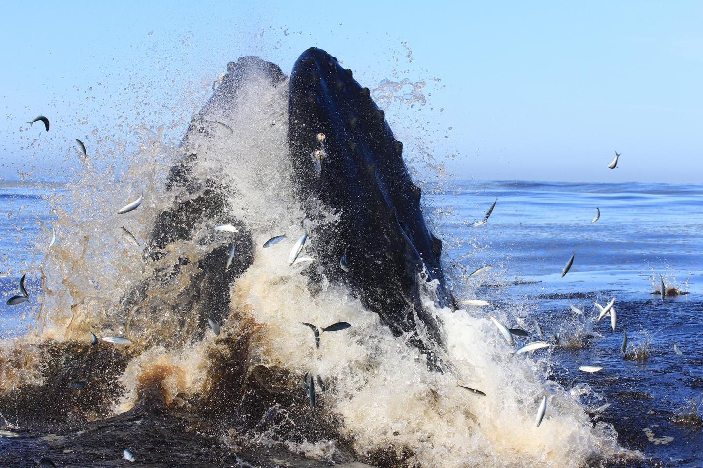A Few Lucky Sardines Escape from a Lunge-Feeding Humpback Whale in Monterey Bay, Ca
