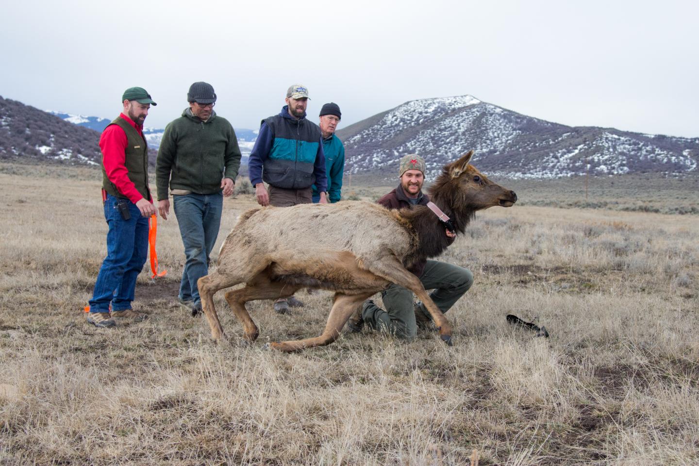 Elk Release