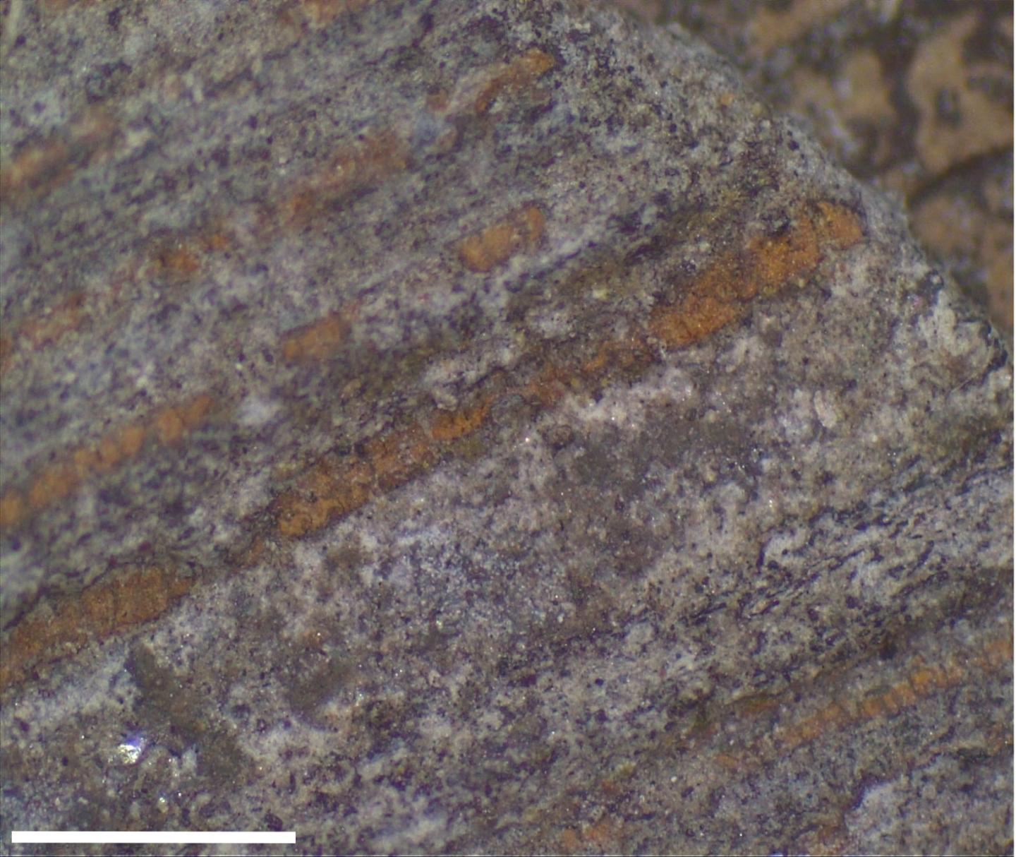 The Fossilized Leaves Belonging to the <em>Welwitschiophyllum</em> Plant