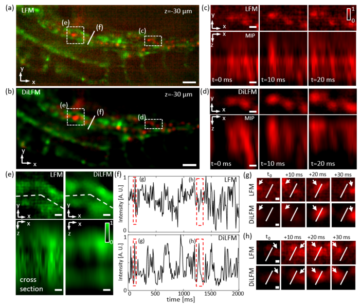 High-speed Zebrafish blood flow imaging in 3D under extremely low illumination power