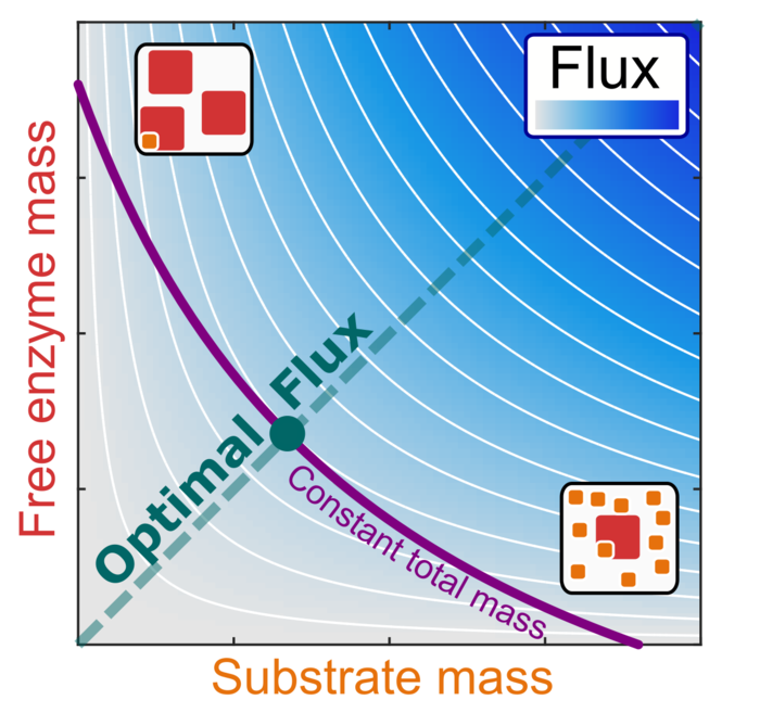 Relationship between reaction flux and the mass concentrations of an enzyme and its substrate
