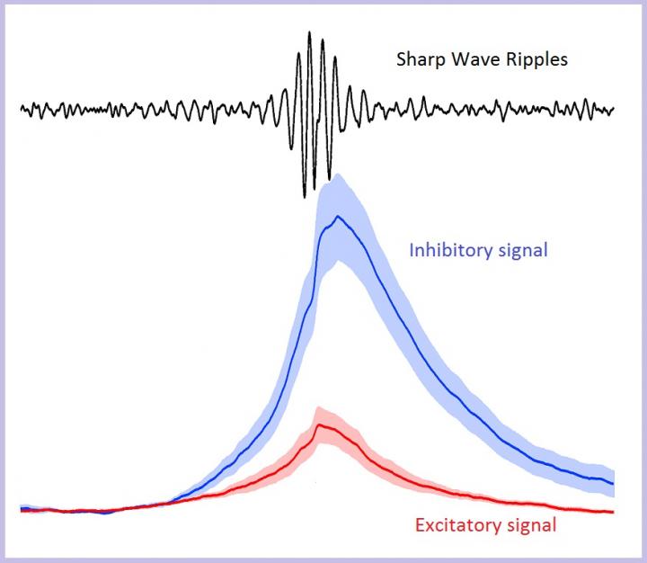 Inhibition Is the Underlying Mechanism that Creates the Brain Wave
