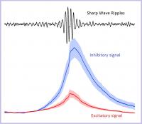 Inhibition ist der Mechanismus, der den Sharp Wave Ripples zugrunde liegt