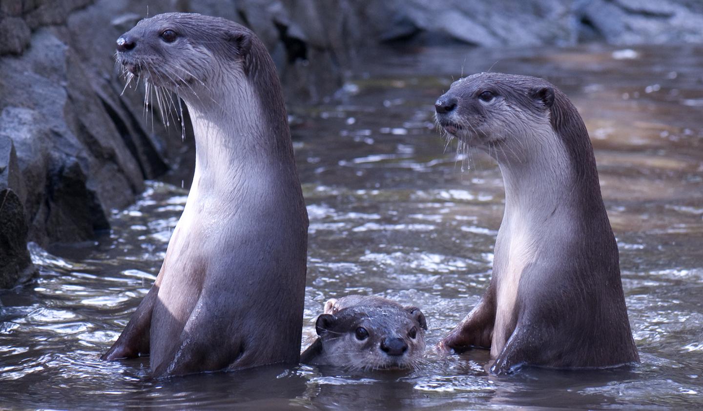 Smooth-Coated Otters