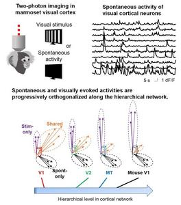 Two-photon imaging reveals a novel role of the hierarchical visual cortical network in marmoset monkeys