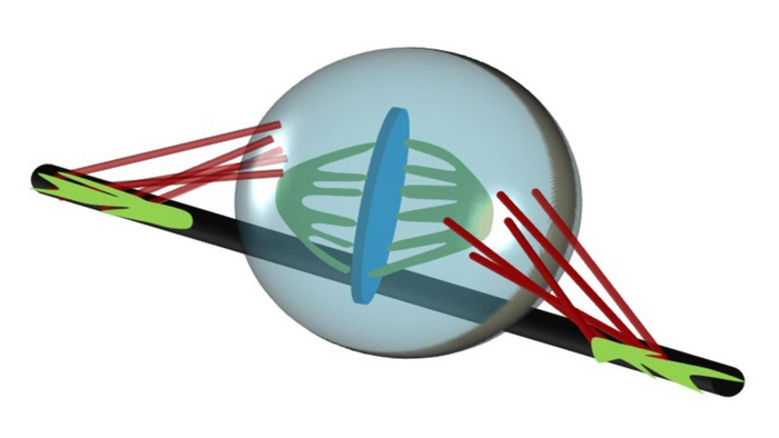 Schematic of a rounded cell body