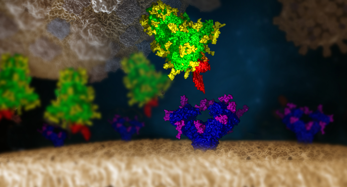 SARS-CoV-2 Virus engaging a human cell