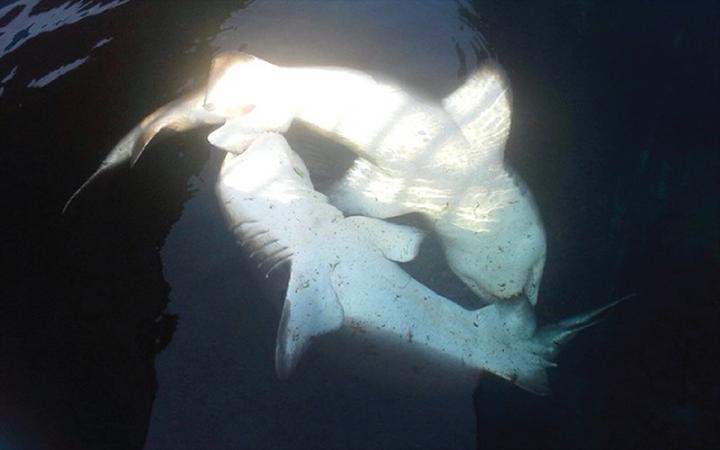 Sand tiger sharks mating at Georgia Aquarium