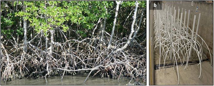 Model Mangrove Root System