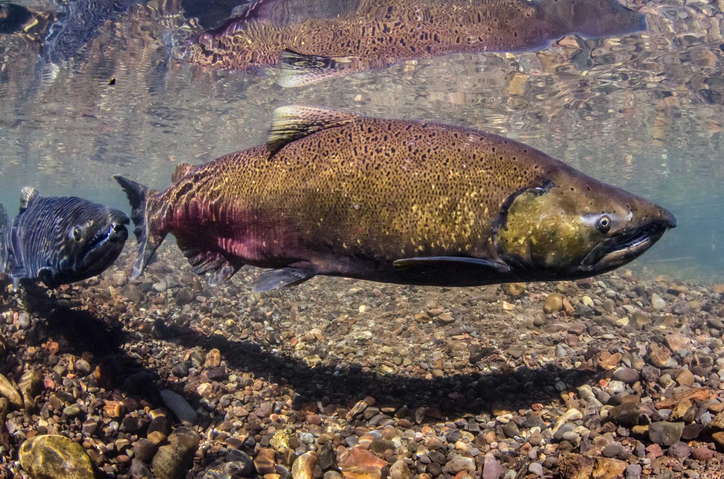 Chinook Salmon-2