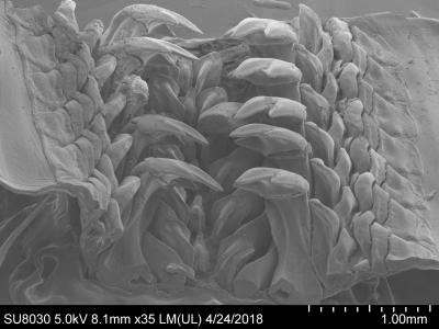 Cryptochiton stelleri