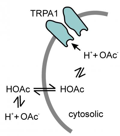 Acetic Acid Activates TRPA1