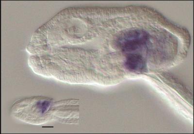 Getting by with Less