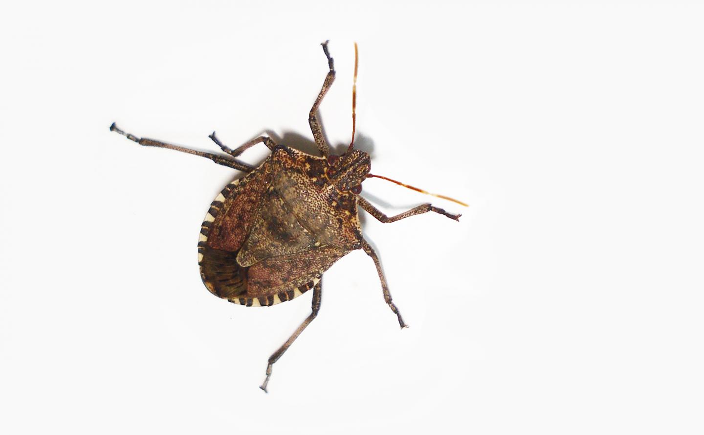 Brown Marmorated Stink Bug -- <i>Halyomorpha halys</i>