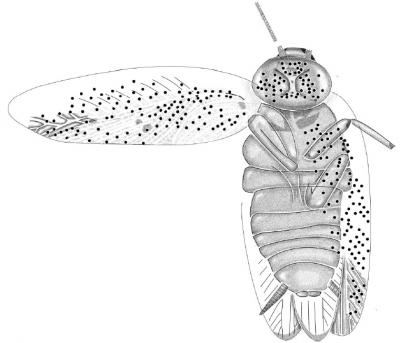 <I>Ectobius kohlsi</I>