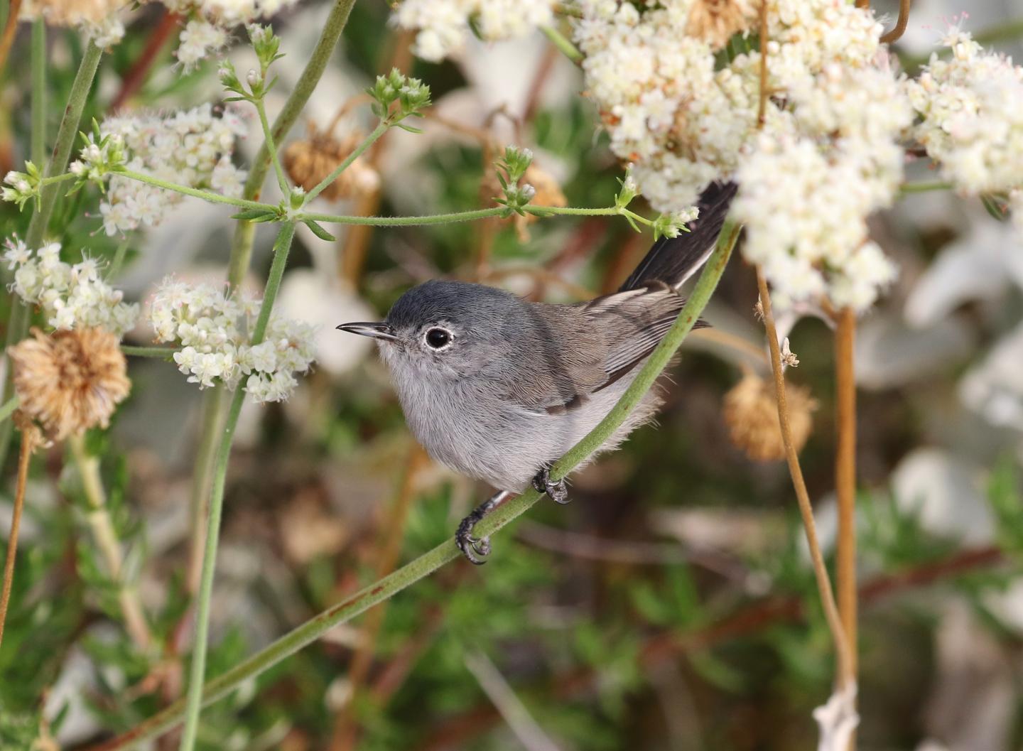 California gnatcatcher