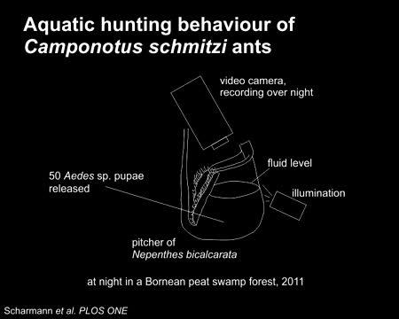 Movie of <i>Camponotus schmitzi</i>