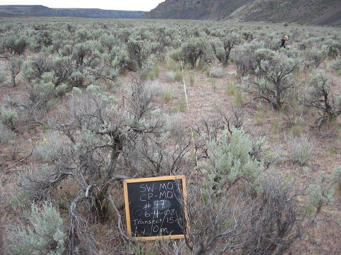 Sagebrush plot before mowing treatment