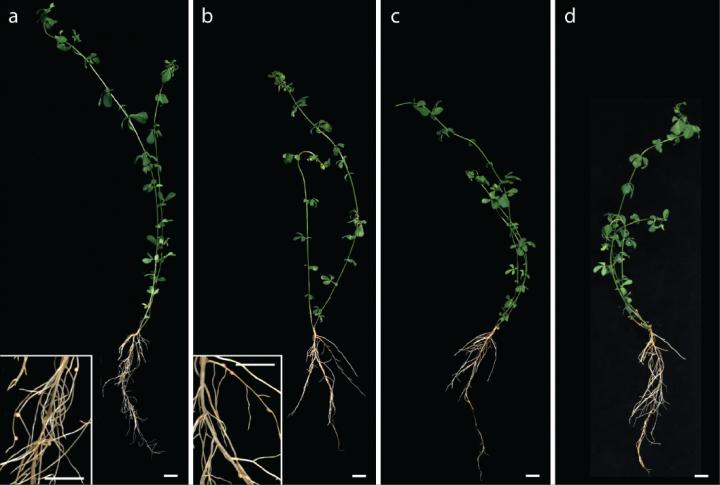 <i>Lotus japonicus</i> Wild-Type and Nodule Symbiosis-Deficient Mutant Plants